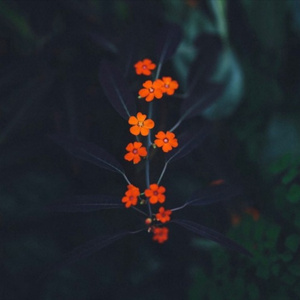 美女扒开内裤让我捅出白浆免费看久久AV
